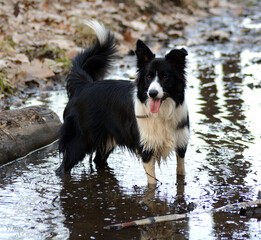 Pies Border Colli stojący w wodzie - obrazy, fototapety, plakaty