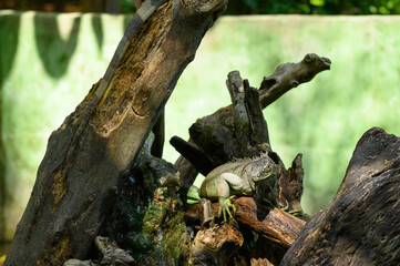 Green iguana on tree trunk in park terrarium
