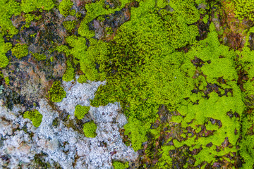 Moss Texture, Flores, Uruguay