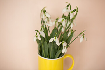 Spring white snowdrops in a cup on a light background.