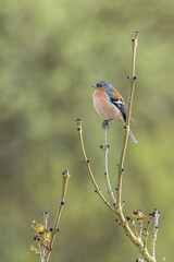 Chaffinch (Fringilla coelebs)