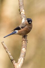 Bullfinch (Pyrrhula pyrrhula)