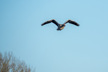 one greylag goose flies very close over a lake