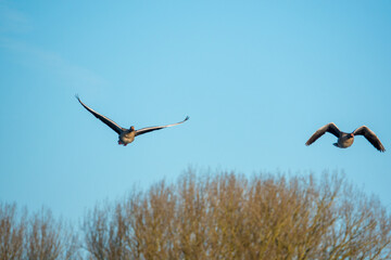 2 gray geese fly very close over lake