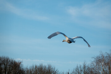 one swan flaps its wings vigorously to fly