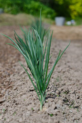 Onion plantation in the vegetable garden. Green onion growing in the soil.  Shallow depth of field