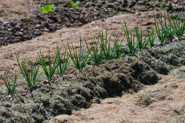 Onion plantation in the vegetable garden. Green onion growing in the garden. Shallot onions growing in earth. Shallow depth of field
