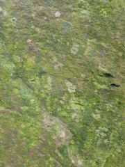 Nahaufname eines bemoosten Steines