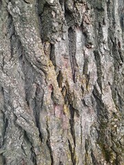 Nahaufnahme von Baumrinde mit tiefen Furchen