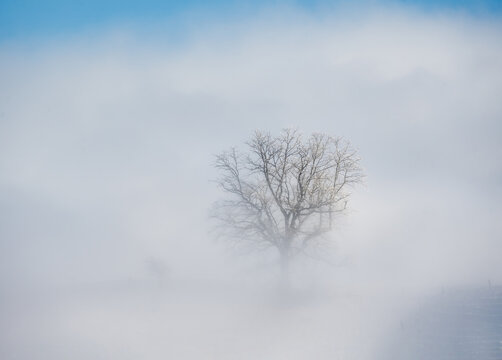 Tree in fog, Hirzel, Horgen, Zurich, Switzerland