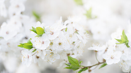 Beautiful apricot flowers landscape. Floral spring abstract background of nature. Branches of blossoming tree with soft focus. Easter and spring greeting cards. Springtime