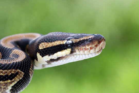Close-Up of a royal python coiled and ready to strike, Indonesia