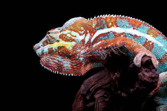 Multi coloured panther chameleon on a branch, Indonesia