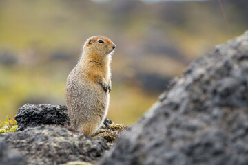 Beringian ground squirrel (or Arctic ground squirrel, or American ground squirrel), 