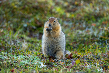 Beringian ground squirrel (or Arctic ground squirrel, or American ground squirrel), 