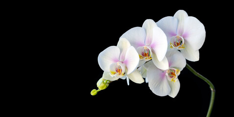 Delicate white orchid, isolate on black background with copy space. Floral card.