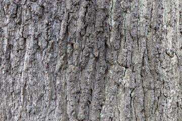 An old tree bark with its structure.