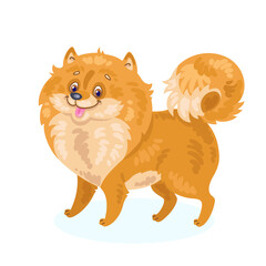 Little funny pomeranian dog. In cartoon style. Isolated on white background. Vector flat illustration.