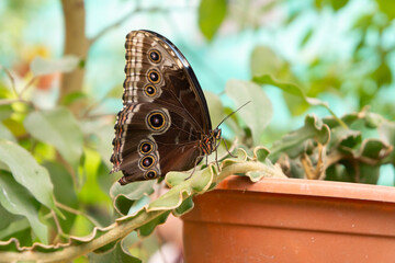 Fototapeta premium Macro photo close up of a butterfly sitting