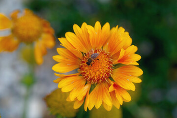 Close Up beautiful Bee macro on flower.