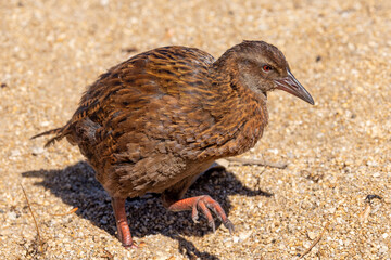 Weka Endemic Rail of New Zealand