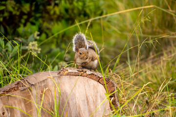 Eastern Fox Squirrel (Sciurus niger) sits in a tree. 