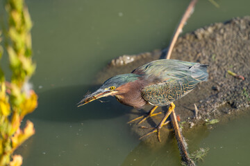 Green heron (Butorides striatus) holds a crayfish in its beak. 