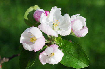 Blossoming branch of an apple tree on a natural background of greenery.