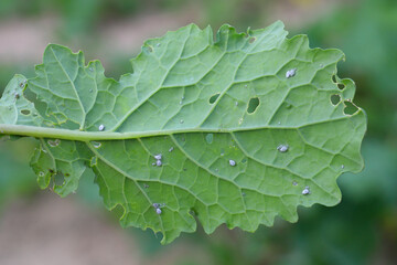 Brevicoryne brassicae, commonly known as the cabbage aphid or cabbage aphis or mealy cabbage aphid...