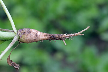 Radish root damaged by larva of cabbage fly (also cabbage root fly, root fly or turnip fly) - Delia...