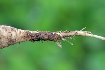Radish root damaged by larva of cabbage fly (also cabbage root fly, root fly or turnip fly) - Delia radicum on damaged root of oilseed rape (canola). It is an important pest of brassica plants.