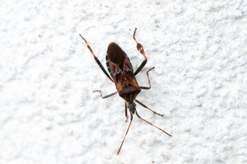 Western Conifer Seed Bug Coreoides Leatherbugs, Coreidae Leaf-footed Bugs, Coreinae Anisoscelini Leptoglossus occidentalis