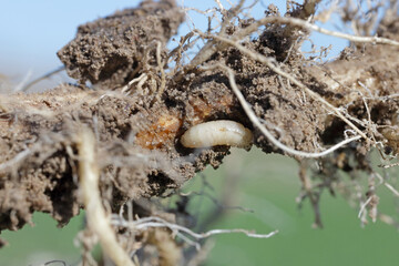 Larva of cabbage fly (also cabbage root fly, root fly or turnip fly) - Delia radicum on damaged cauliflower root. It is an important pest of brassica plants such as broccoli, cauliflower 