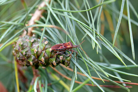 Western Conifer Seed Bug Coreoides Leatherbugs, Coreidae Leaf-footed Bugs, Coreinae Anisoscelini Leptoglossus occidentalis