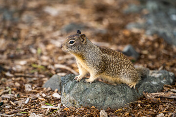 Naklejka na ściany i meble California ground squirrel (Spermophilus beecheyi) sits on a stone.