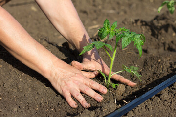 Young tomato seedlings in the garden. Close-up of farmer’s hands planting a green sprout into the ground. Seasonal planting of seedlings of vegetable crops.