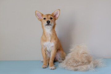 Funny portrait of terrier with fur in moulting lying down on couch. Dog in annual spring or autumn molt on blue background. Bunch of dog hair after grooming. Copy space