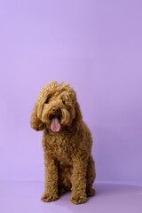 Cute Labradoodle dog before grooming. Pet salon. Dog's hygiene care. Dog on purple background. Copy space