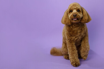 Cute Labradoodle dog after grooming. Pet salon. Dog's hygiene care. Dog on purple background. Tongue out. Copy space - 483426058