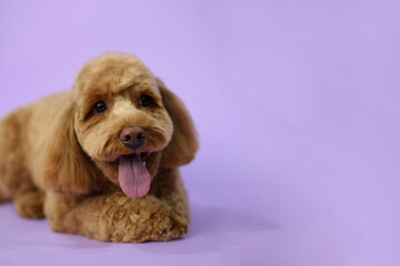 Cute Labradoodle dog after grooming. Pet salon. Dog's hygiene care. Dog on purple background....
