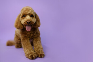 Cute Labradoodle dog after grooming. Pet salon. Dog's hygiene care. Dog on purple background....