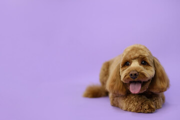 Cute Labradoodle dog after grooming. Pet salon. Dog's hygiene care. Dog on purple background. Tongue out. Copy space