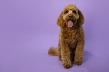 Cute Labradoodle dog after grooming. Pet salon. Dog's hygiene care. Dog on purple background. Tongue out. Copy space