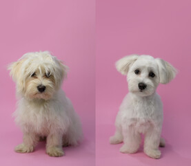 Dog grooming theme before and after result. White maltese dog before and after groom his hair. Pet salon. Dog's hygiene care. Dog on pink background. Copy space