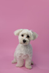 Dog grooming theme. White maltese after grooming his hair. Pet salon. Dog's hygiene care. Dog on pink background. Copy space