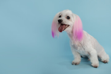 White maltese dog after grooming. Pink dye for dogs on dog's ears. Dog's hygiene care. Dog on blue background. Copy space