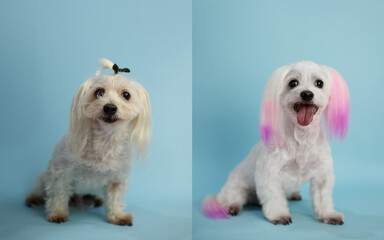 Dog grooming theme before and after result. White maltese dog before and after groom his hair. Pink dye for dogs on dog's ears. Dog's hygiene care. Dog on blue background. Copy space