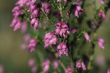 Irish heath pink flowers