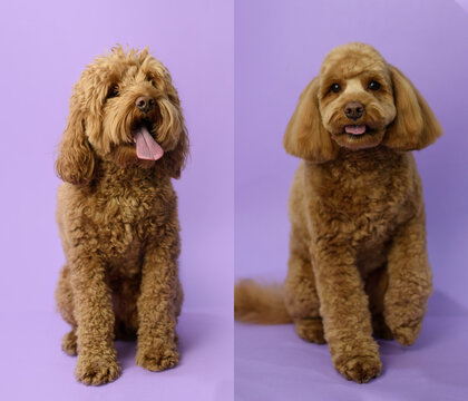 Dog Grooming Theme Before And After Result. Labradoodle Dog Before And After Groom His Hair. Pet Salon. Dog's Hygiene Care. Dog On Purple Background. Copy Space