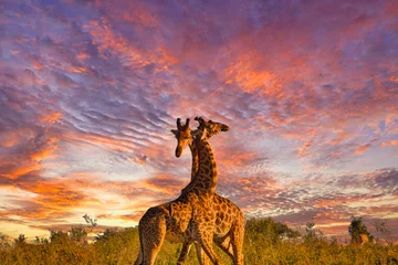 Foto auf Acrylglas Antireflex Giraffen und Sonnenuntergang im Nationalpark Tsavo Ost und Tsavo West in Kenia © Mit *HPS* auf Reisen